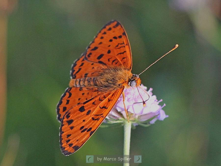 Melitaea didyma